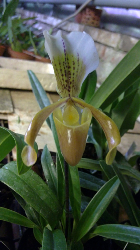 02 paph.jpg