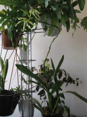 энциклия кохлеата