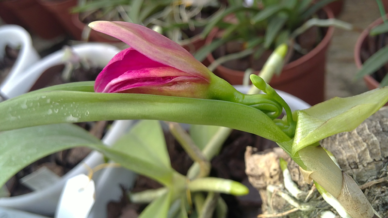 Sophrocattleya Orpetii.jpg