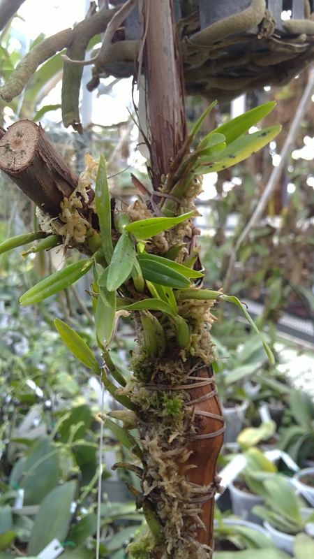 Dinema polybulbon.jpg