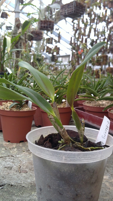 Sophrocattleya Cherry Bee.jpg