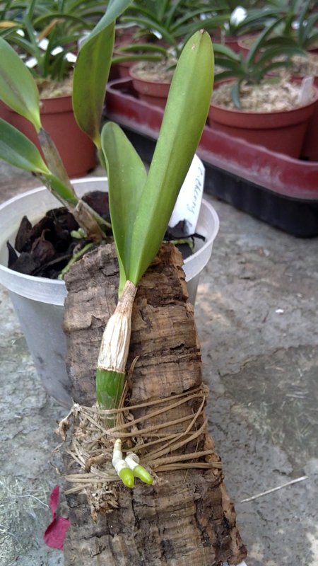 Cattleytonia Why Not.jpg