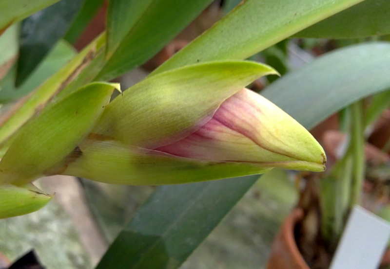 Maxillaria huebschii form red.jpg