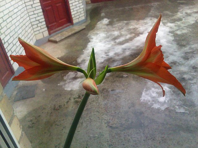 IMG435.jpg