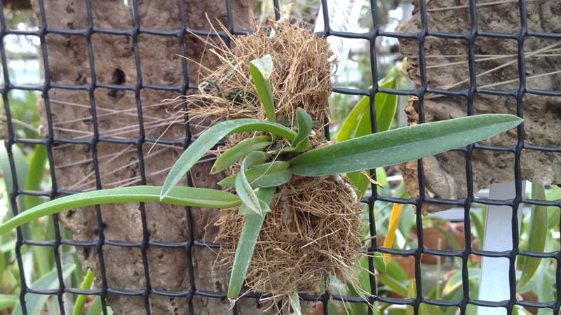 Brassavola Jimminey Cricket Super Bug.jpg