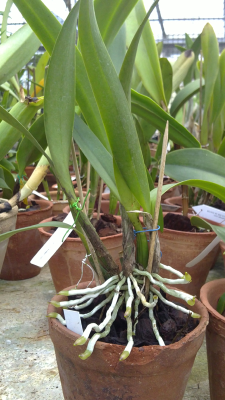 Cattleytonia Jamaica Red.jpg