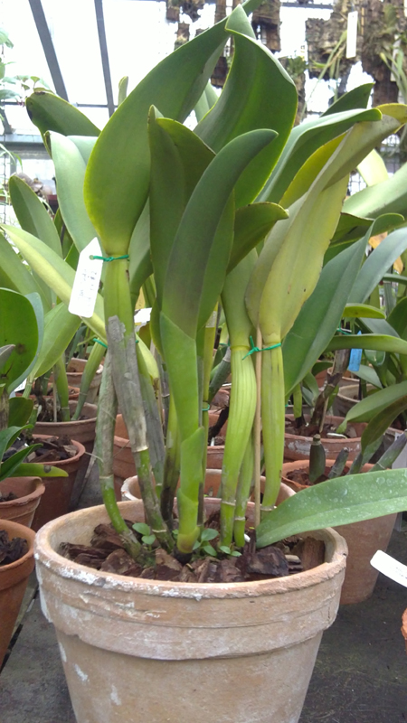 Potinara Haw Yuan Gold YC#2.jpg