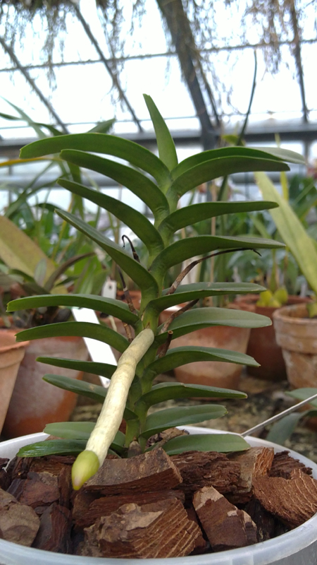 Christensonia vietnamica.jpg