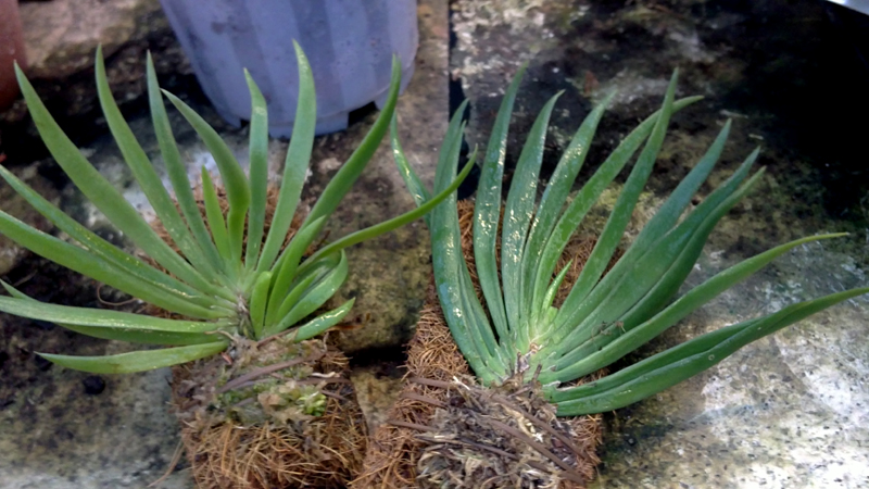 Ornithocephalus gladiatus.jpg