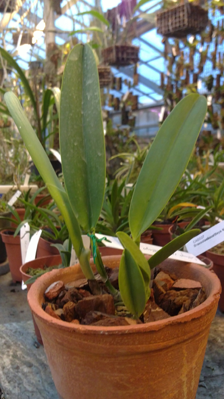 Cattleya rex x cattleya rex.jpg