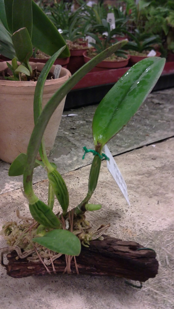 Laelia alaori suave Binot x Cattleya luteola Big Star.jpg