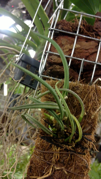 Leptotes bicolor.jpg