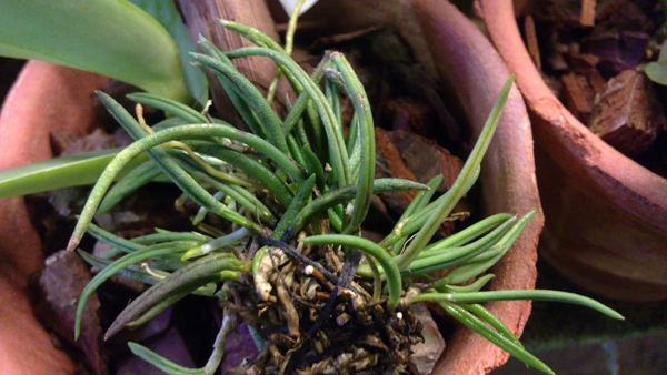 Leptotes unicolor.jpg