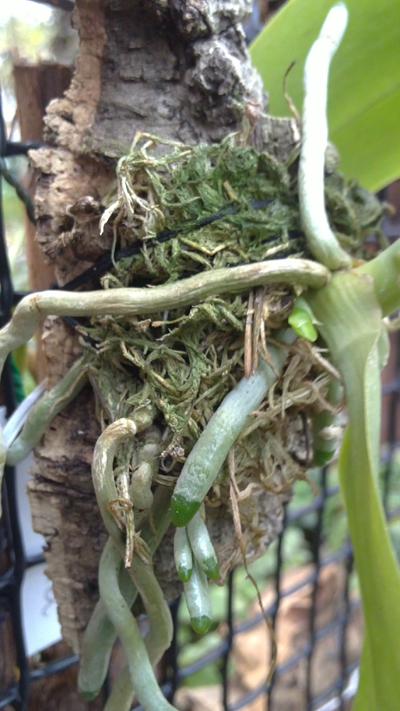 Phalaenopsis lueddemanniana 1.jpg