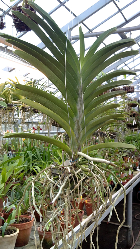 Vanda Pures Wax Violet Blue.jpg