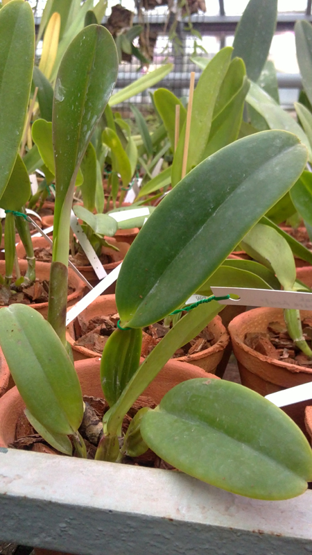 Cattleya warneri tipo Schunk x Cattleya warneri tipo Pedra Azul.jpg