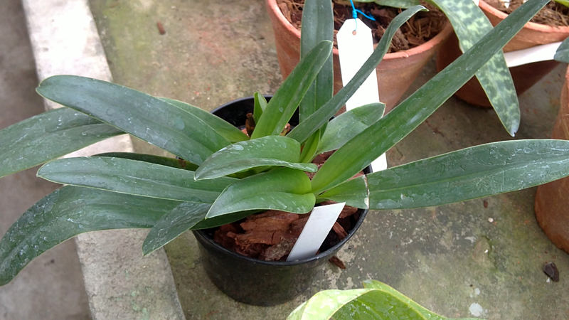 Paphiopedilum Gina Short.jpg