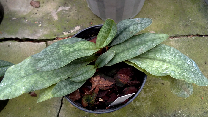 Paphiopedilum delenatii X primulinum.jpg