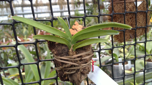 Ascocentrum miniatum.jpg