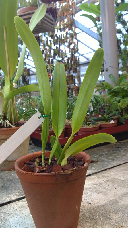 Cattleya warneri integra x Laelia praestans atropurpurea.jpg