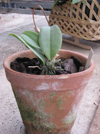 Psychopsis Kalihi Mariposa.jpg