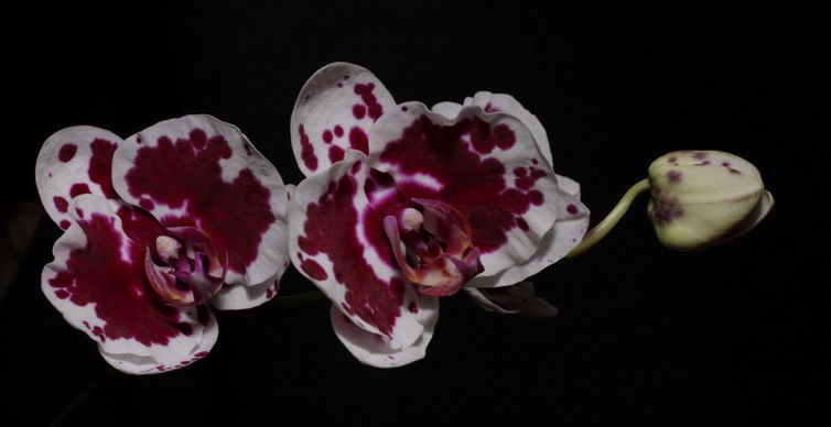 Phalaenopsis Hybrid.jpg