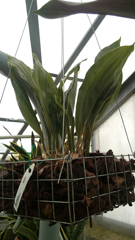 Stanhopea reichenbachiana.jpg