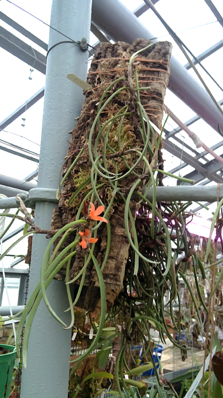 Ceratostylis rubra.jpg