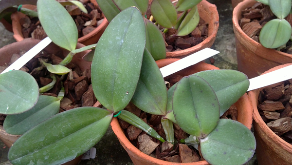 Cattleya schilleriana 1.jpg