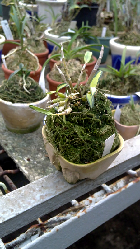 Dendrobium moniliforme Benikomachi.jpg