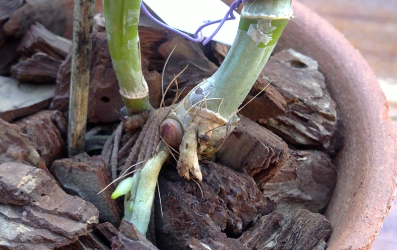 Brassolaeliocattleya Greenwich 1.jpg