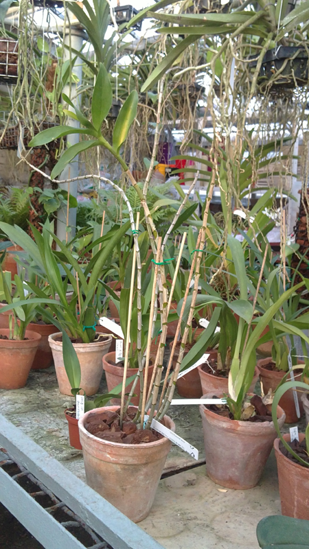 Dendrobium smillieae.jpg