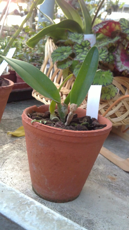 Brassoepidendrum Jim Wallace.jpg