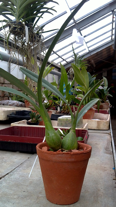 Encyclia selligera x Encyclia cordigera 1 - копия.jpg