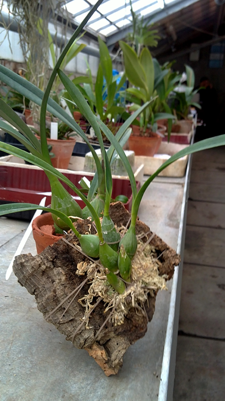 Encyclia adenocaula - копия.jpg