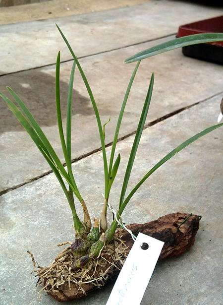 Encyclia bractescens - копия.jpg