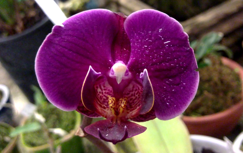 Doritaenopsis Ching Ann Diamond Sutury Star.jpg