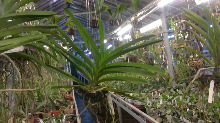 Vanda robert delight black.jpg