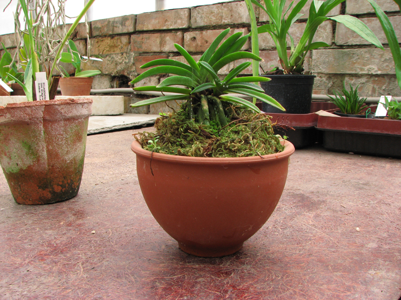 Darwinara Rainbow Stars.jpg