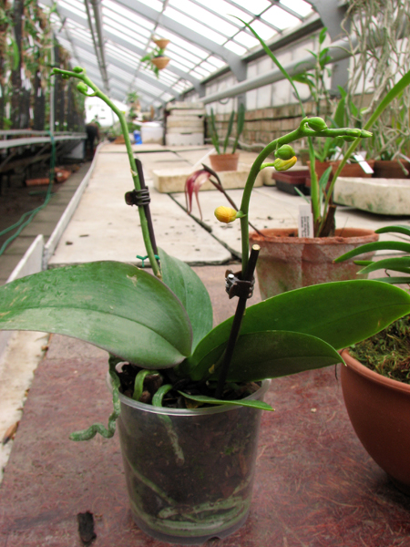 Phalaenopsis Mini Mark Maria Teresa.jpg