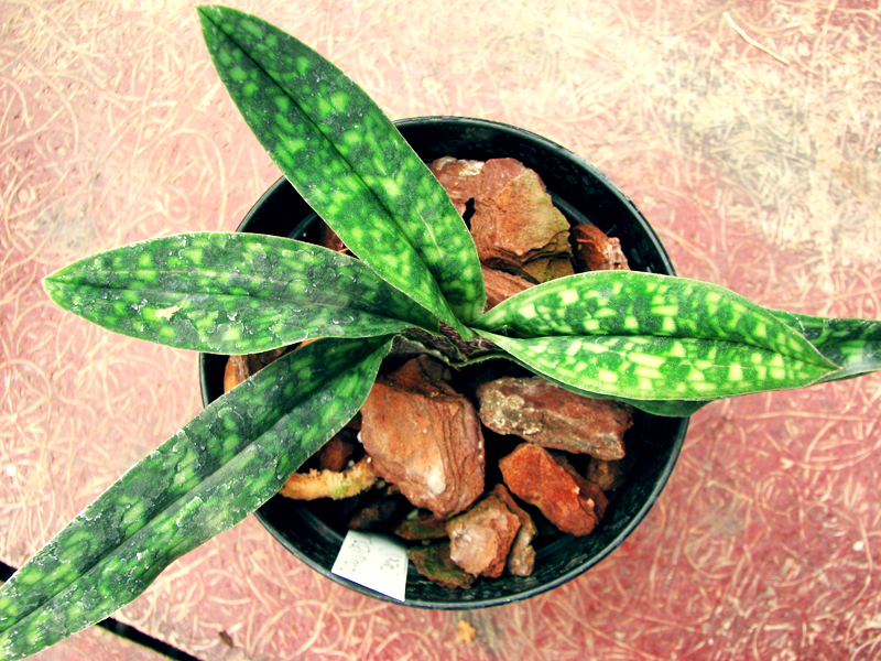 Paphiopedilum Armeniwhite X jackii.jpg