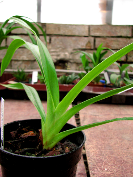 Phragmipedium longifolium.jpg