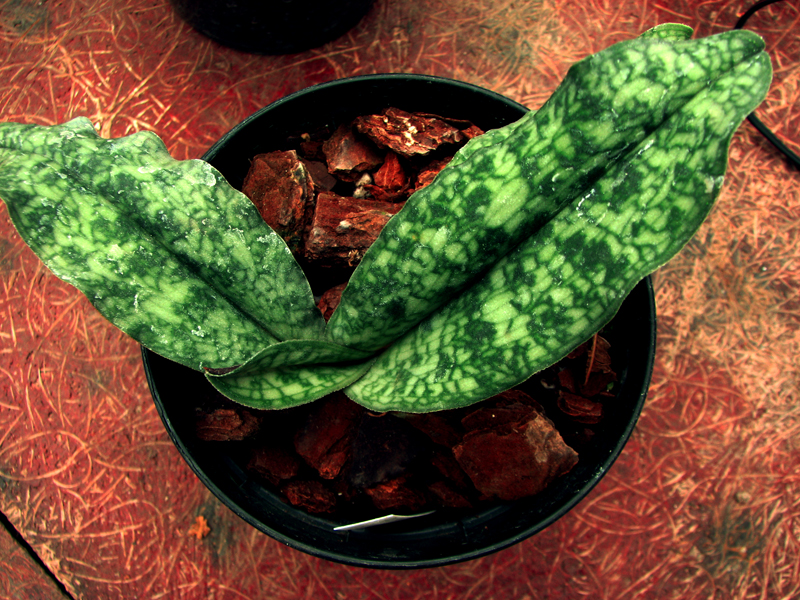 paph malipo x wietnamense.jpg