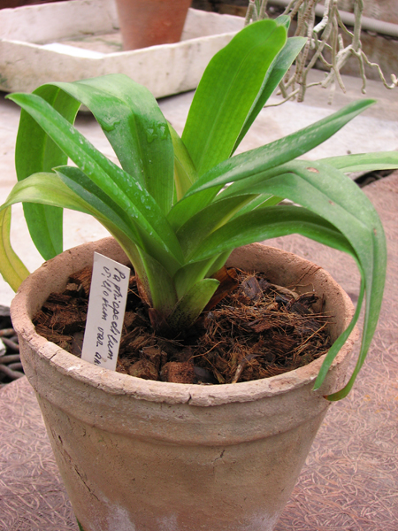 Paphiopedilum villosum.jpg