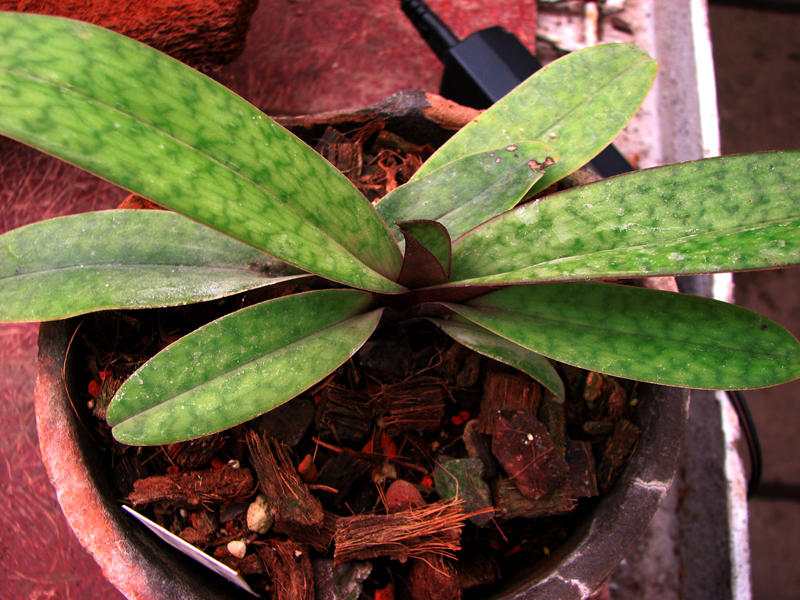 Paphiopedilum charlesworthii x holdenii vinicolor.jpg