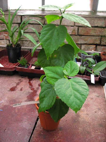 Hibiscus Little Girl.jpg