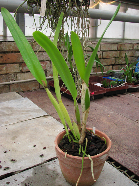 Laelia purpurata.jpg
