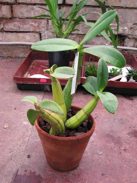 Myrmecophila tibicinis 1.jpg