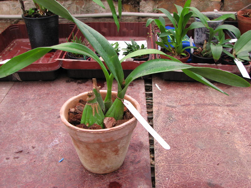 Encyclia candollei.jpg