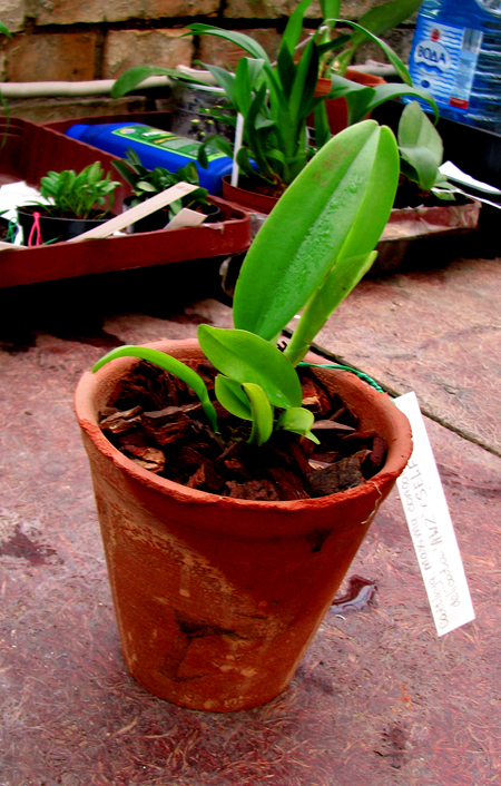 Cattleya maxima concolor delicata AWZ x SELF.jpg